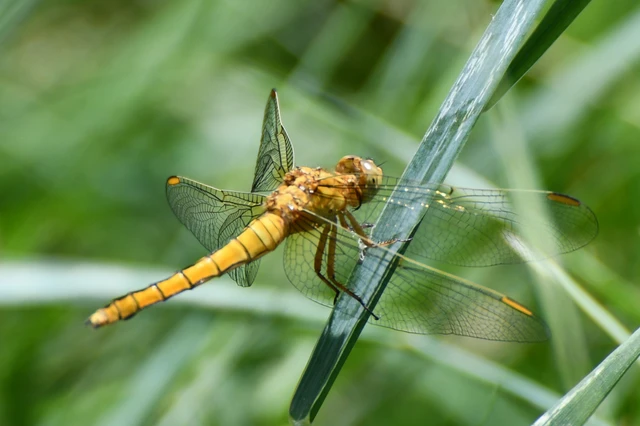 Orthetrum coerulescens - karcsú pásztorszitakötő
