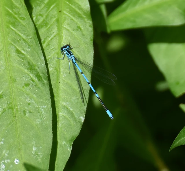 Coenagrion puella - azúrkék légivadász