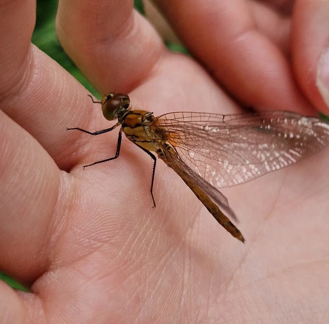 Sympetrum sanguineum - vörös katona-szitakötő