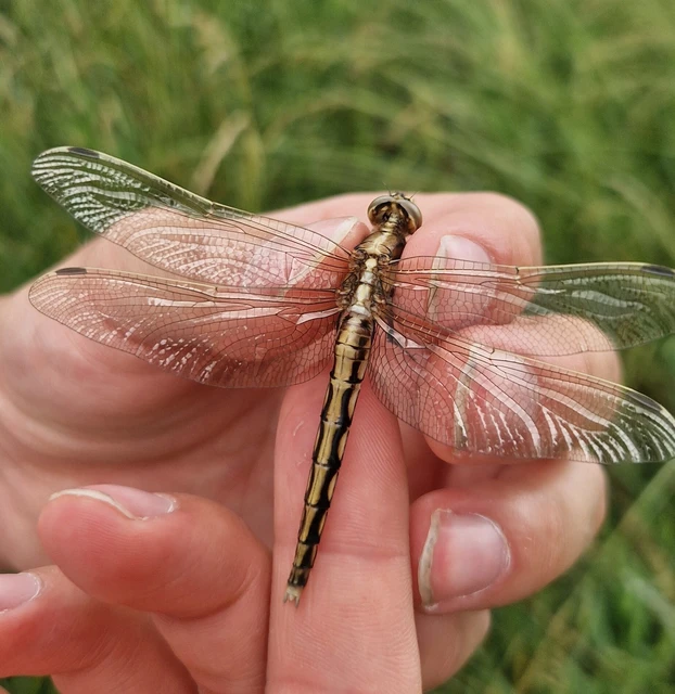 Orthetrum albistylum - fehérfarkú pásztorszitakötő