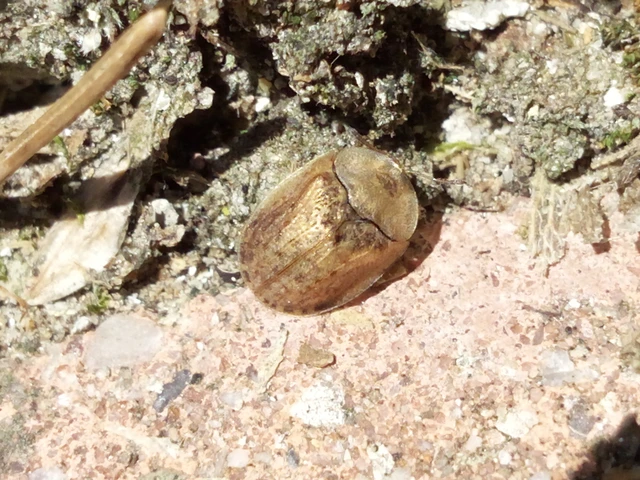 Hypocassida