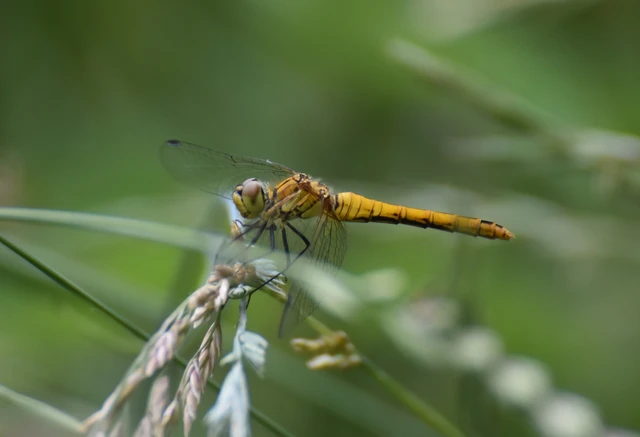 Sympetrum sanguineum - vörös katona-szitakötő