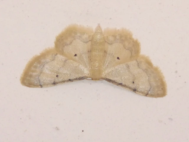 Idaea politaria - vonalas apróaraszoló