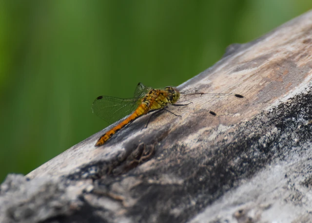 Sympetrum sanguineum - vörös katona-szitakötő