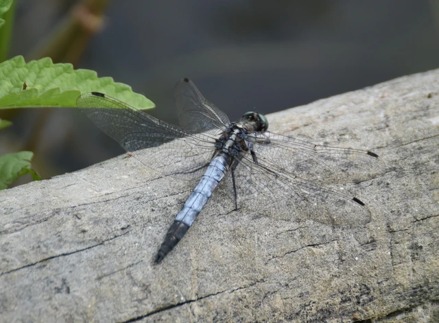Orthetrum albistylum - fehérfarkú pásztorszitakötő