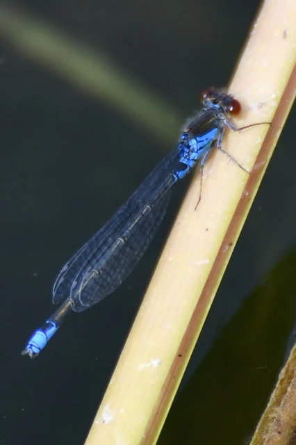 Erythromma viridulum - kis pirosszemű-légivadász