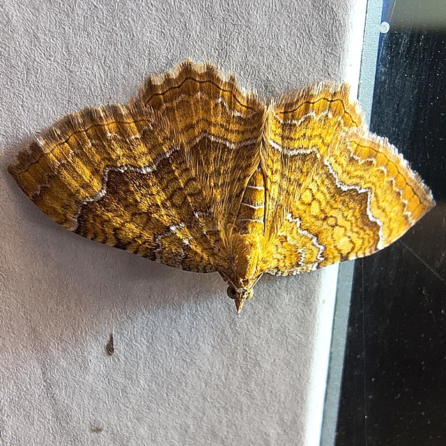 Camptogramma bilineata - kétvonalas sávosaraszoló