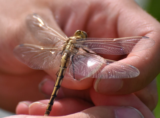 Orthetrum albistylum - fehérfarkú pásztorszitakötő