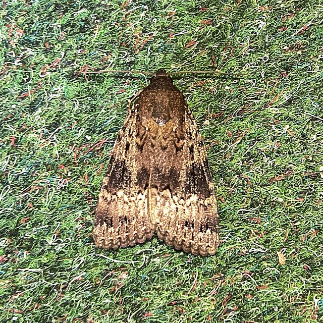 Amphipyra berbera/pyramidea