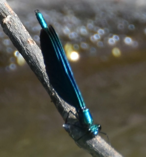 Calopteryx virgo - kisasszony-szitakötő