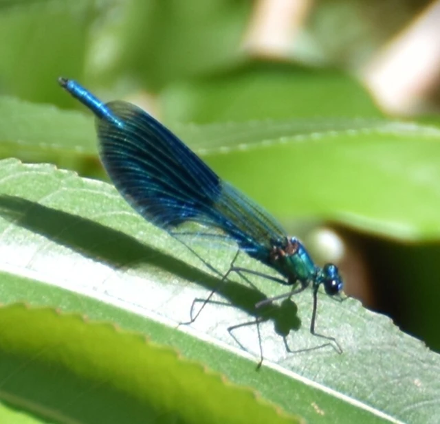 Calopteryx splendens - sávos szitakötő