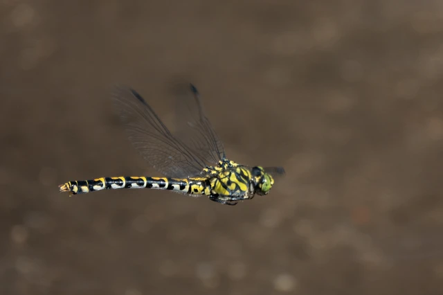 Onychogomphus forcipatus - gyűrűs folyami-szitakötő Onychogomphus forcipatus - gyűrűs folyami-szitakötő