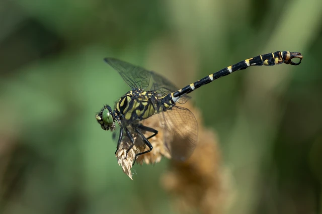 Onychogomphus forcipatus - gyűrűs folyami-szitakötő Onychogomphus forcipatus - gyűrűs folyami-szitakötő