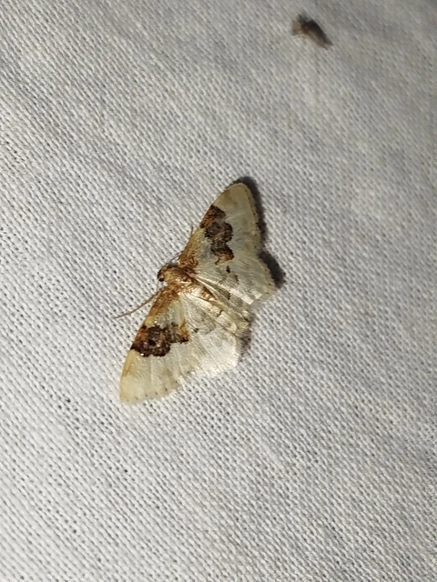 Idaea rusticata - tarka apróaraszoló