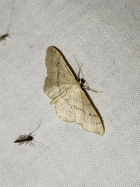 Idaea aversata - nagy sávosaraszoló