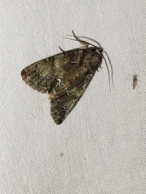 Polyphaenis sericata - selyemfényű erdeibagoly