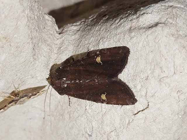Mesapamea secalella/secalis