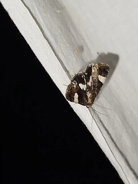 Tyta luctuosa - fekete nappalibagoly