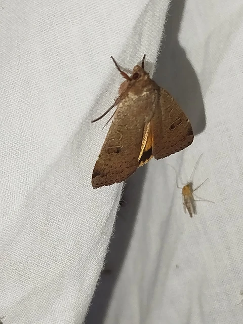 Noctua comes - kis sárgafűbagoly