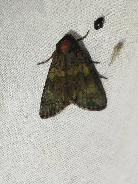 Craniophora ligustri - fagyalbagoly
