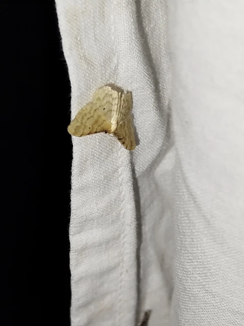 Idaea fuscovenosa - szürkeszélű apróaraszoló
