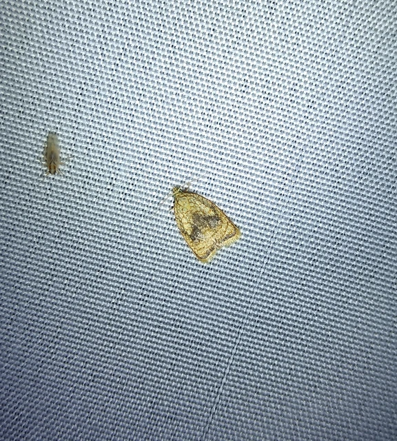 Acleris forsskaleana - juharos levélmoly