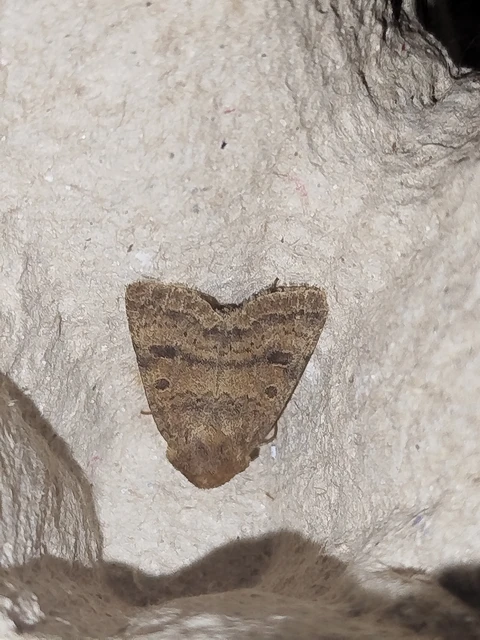 Hoplodrina octogenaria - barna selymesbagoly