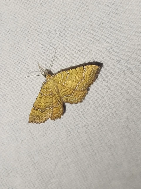Camptogramma bilineata - kétvonalas sávosaraszoló