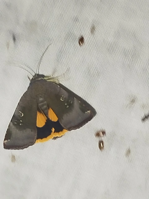 Noctua janthe - lappangó sárgafűbagoly
