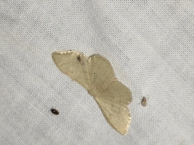 Idaea straminata - szalmasárga sávosaraszoló