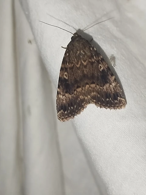 Amphipyra berbera svensoni - rezesszárnyú bagoly