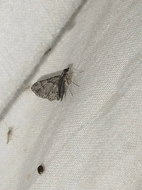 Gymnoscelis rufifasciata - vöröscsíkos törpearaszoló