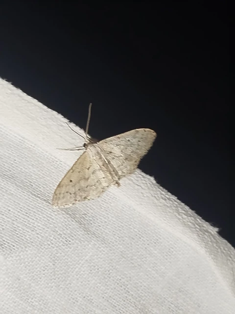 Idaea seriata - szürke apróaraszoló