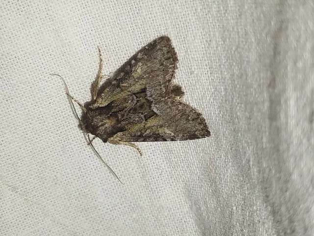 Pabulatrix pabulatricula - tölgyes-dudvabagoly