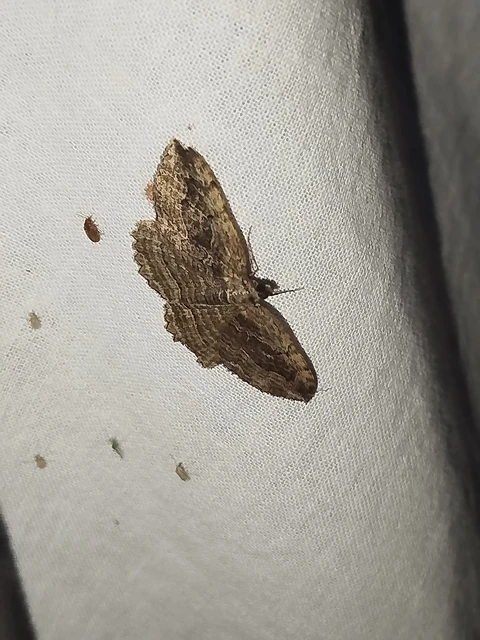 Philereme transversata - varjútövis-araszoló