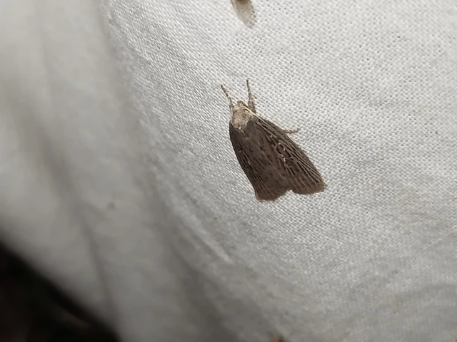 Chilodes maritima - négyfoltos nádibagoly
