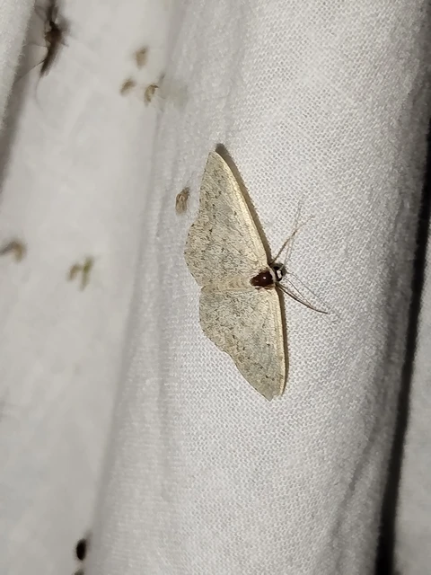 Scopula marginepunctata - pettyes sávosaraszoló