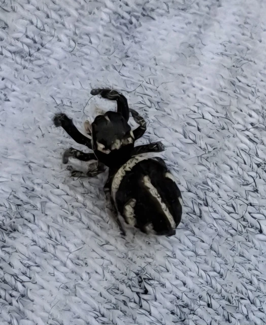 Pellenes nigrociliatus - csigás ugrópók