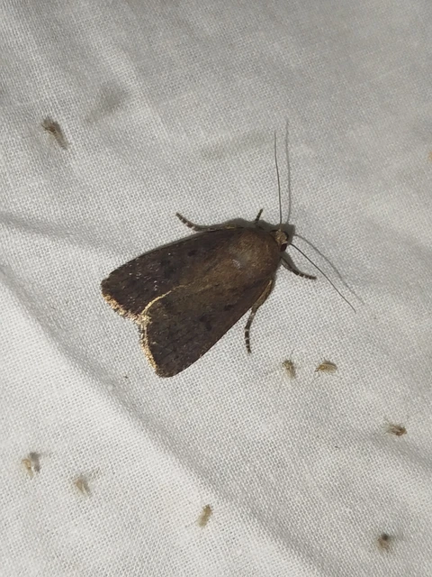 Amphipyra livida - zsírfényű bagoly