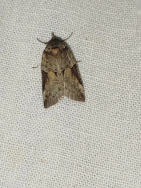 Nycteola siculana - fűz-trapézbagoly