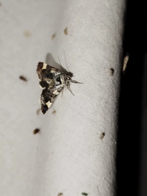 Acontia lucida - fehér nappalibagoly