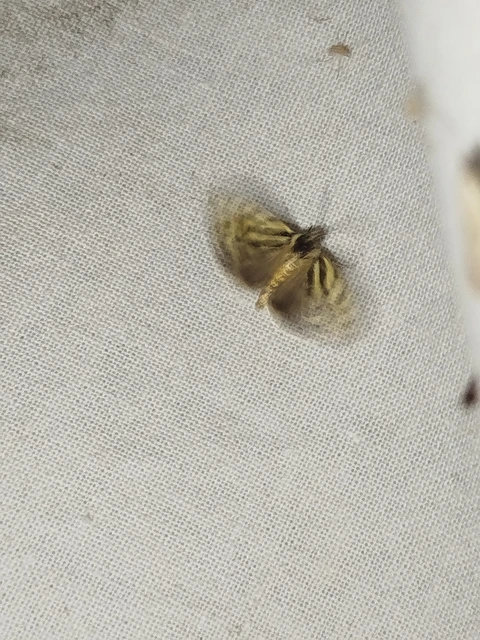 Emmelia trabealis - zebrabagoly