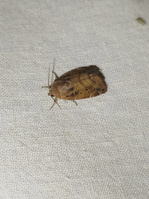 Cosmia affinis - barna lombbagoly