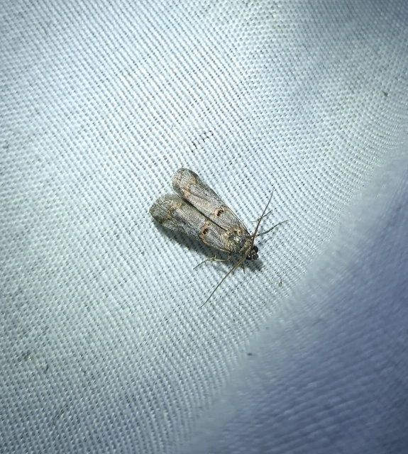 Pempelia palumbella - hamvas karcsúmoly