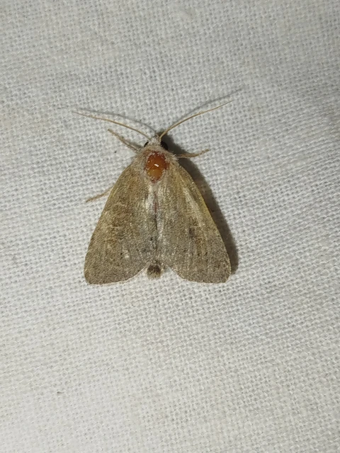 Parastichtis suspecta - sötét erdeibagoly