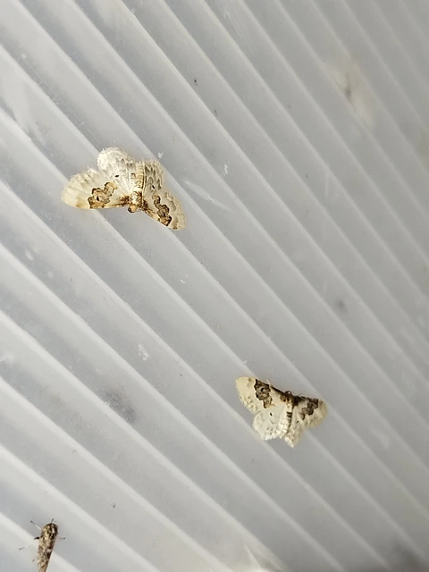 Idaea rusticata - tarka apróaraszoló