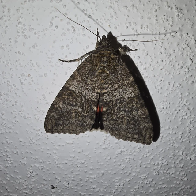 Catocala nupta - piros övesbagoly