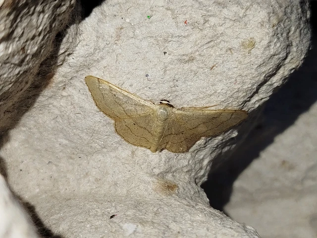 Idaea aversata - nagy sávosaraszoló