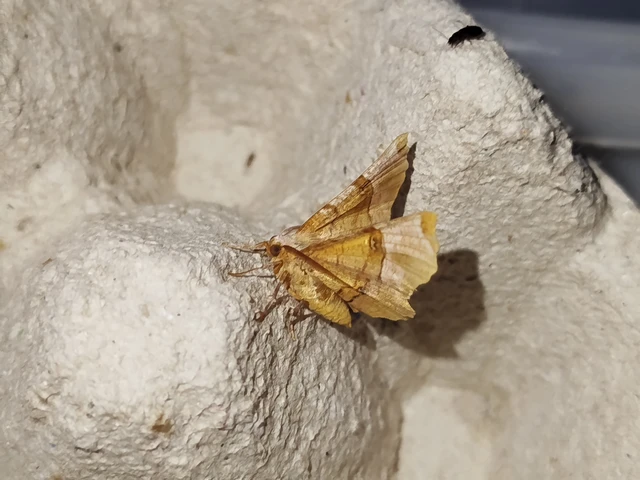 Selenia lunularia - egyfoltos holdasaraszoló