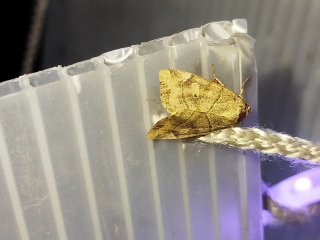 Cosmia trapezina - közönséges lombbagoly